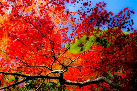 76 Fall Foliage Desktop Wallpaper Wallpapersafari