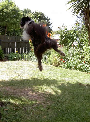 20 Funny Pics Of Flying Dogs Catching Frisbees Neatorama