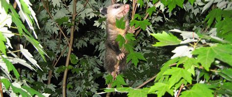 How To Get Opossums Out From Under A Shed Or Porch