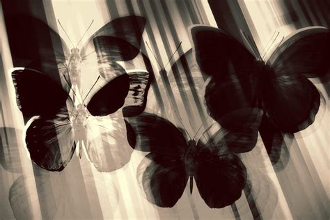 Ghost Butterflies By Theworldistoosmall On Deviantart