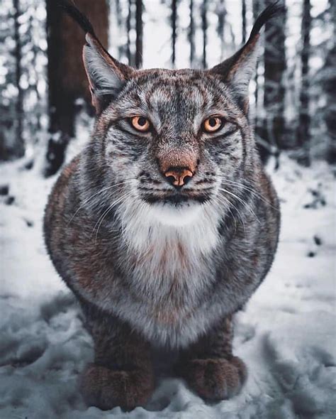 Lynx Are Perhaps Most Known For Their Black Tufts Present Atop Their Ears This Majestic Feature