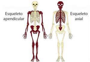Esqueleto Axial Y Apendicular Estructura Huesos Y Diferencias
