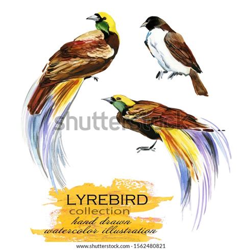 Lyrebird Hand Drawn Watercolor Illustration Set Stock Illustration