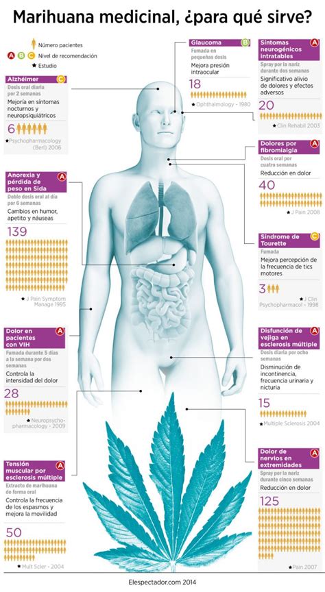 Infografías Alrededor Del Cannabis I Saltón Verde