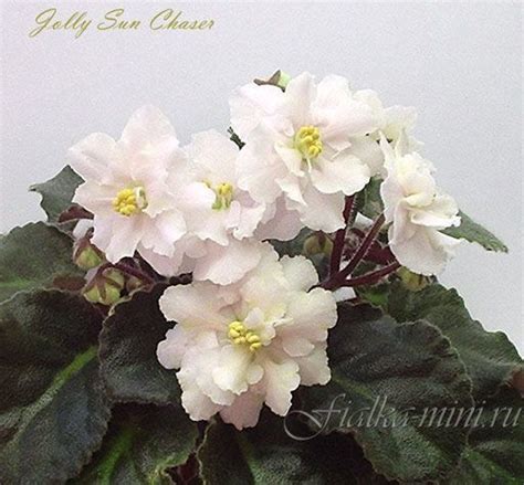 African Violet Jolly Sun Chaser Double Wavy Frilled Semi Miniature
