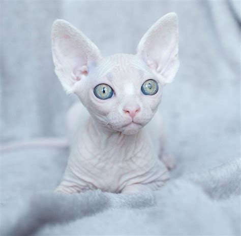 White Sphynx Kitty Sphynx Sphynxcat Cute Hairless Cat Beautiful