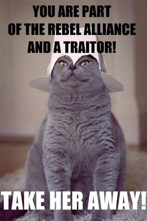 See The Prodigious Funny Evil Cat Pictures With Captions Hilarious
