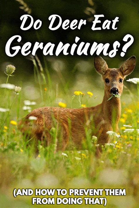 If you have cows, make sure they are not eating the. Do Deer Eat Geraniums? (And How to Prevent Them from Doing ...