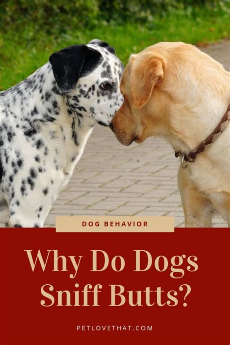 5 Reasons Why Do Dogs Sniff Butts Dog Smells Dogs
