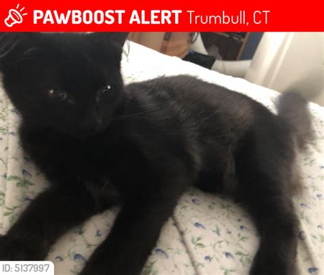Lost Female Cat In Trumbull Ct 06611 Named Blaze Toothless Id 5137997 Pawboost