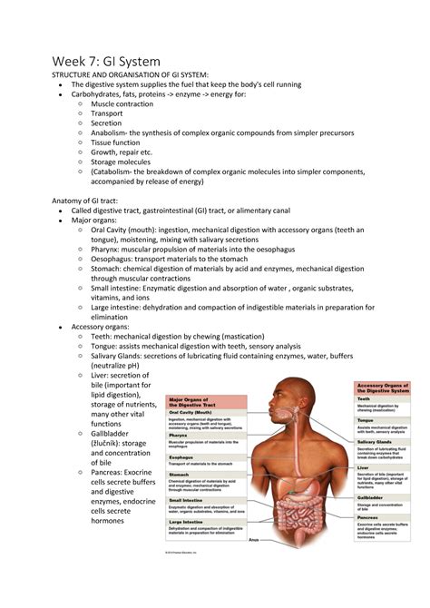 Gastrointestinal System Week 7 Gi System Structure And Organisation