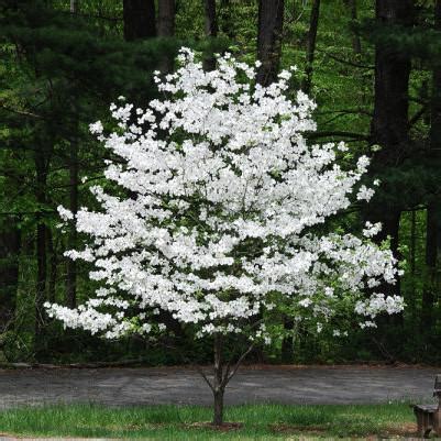 A characteristic feature of this dogwood. White Flowering Dogwood | New Blooms Nursery