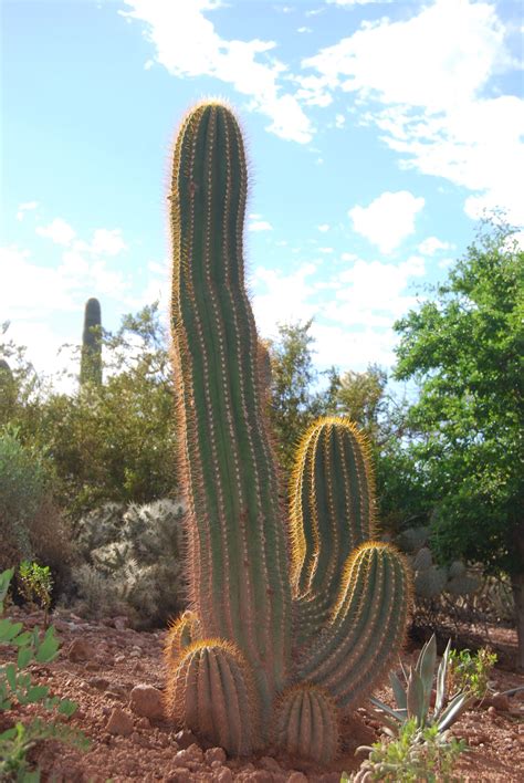 Maybe you would like to learn more about one of these? Saguaro arizona (With images) | Cactus plants, Desert ...