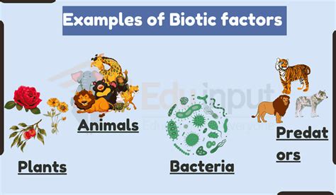 15 Examples Of Biotic Factors In An Ecosystem