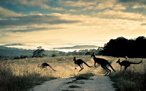 Kangaroo Marsupial Macropodidae Animals Australia Outback Roads