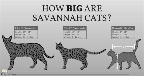 This cross created the breed's exotic wild. How Big are Savannah Cats | Savannah chat, Kittens cutest ...