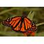 Researchers David Suzuki Foundation Aim To Save Monarch Butterflies 