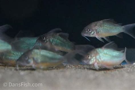 Emerald Catfish Brochis Splendens Dans Fish