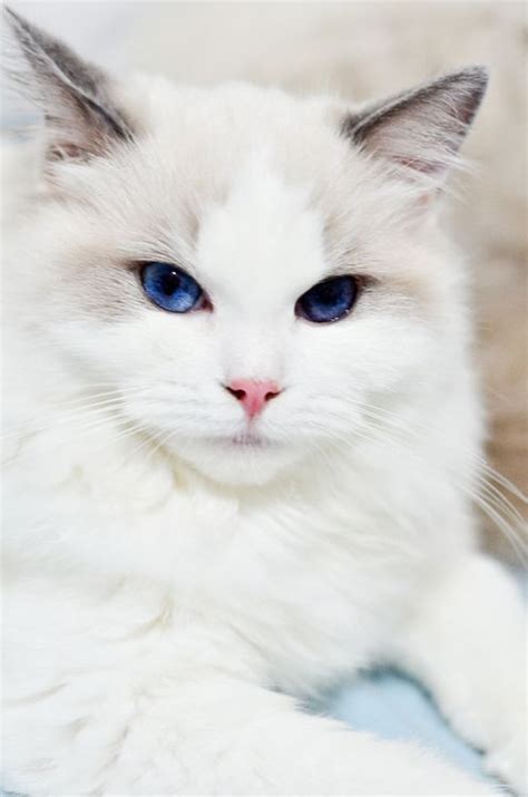 Cat Breeds White With Blue Eyes Pets Lovers