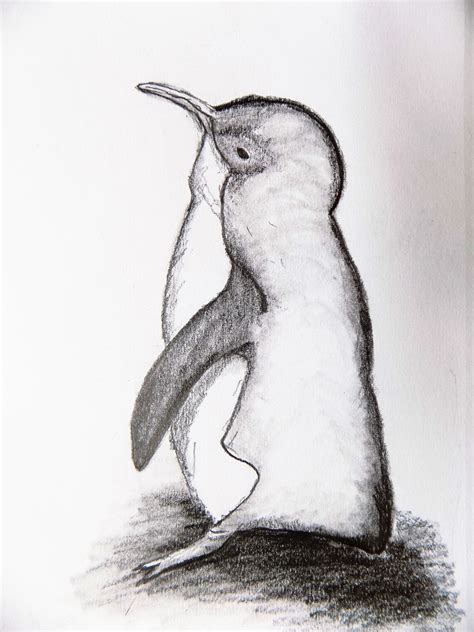 Drawing Of Penguin Pencil Sketch Graphite Drawing Original Pencil