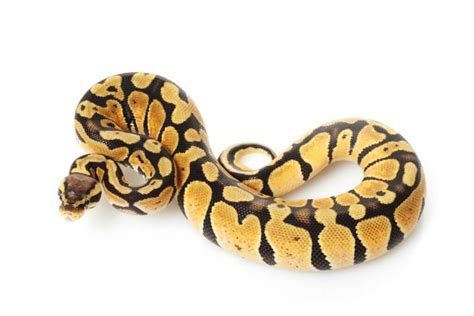 Are you looking for a small pet snake? The 5 Best Small Pet Snakes (for Beginners) | Keeping ...
