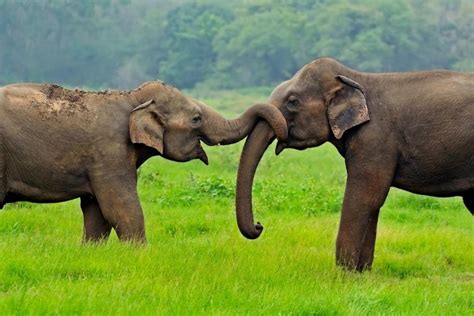 Elephant Lifespan How Long Do Elephants Live Nature And Life