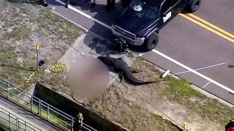 haunting photos of 14ft alligator seen carrying human body in its mouth in florida as horrified
