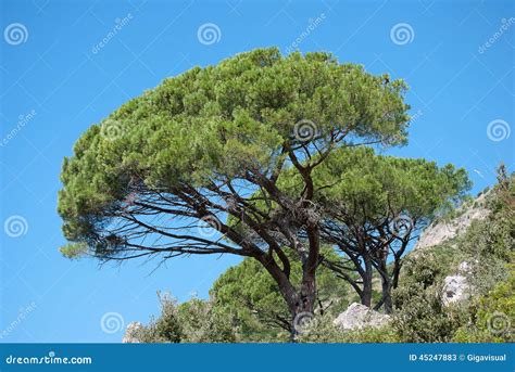 Mediterranean pine trees stock image. Image of italian - 45247883