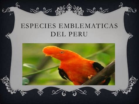 Especies Emblematicas Del Peru