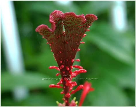 The point furthest from the point of attachment. Southeast Florida Garden Evolvement: October 2010