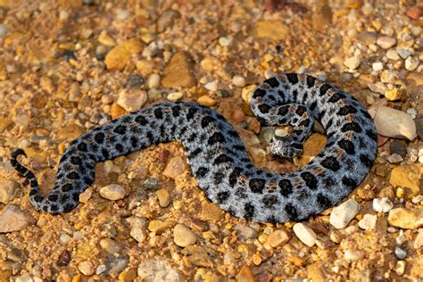 Pygmy Rattlesnake Reptiles And Amphibians Of Mississippi