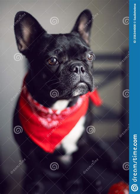 Young Black French Bulldog With A Red Scarf Around His Neck Is Sitting