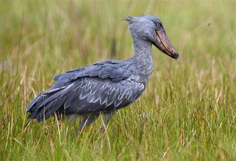 Shoebill Balaeniceps Rex African Crowned Eagle Dusky Dolphin