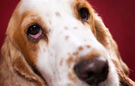 Red Eyes In Dogs Symptoms Treatment Pets Wiki