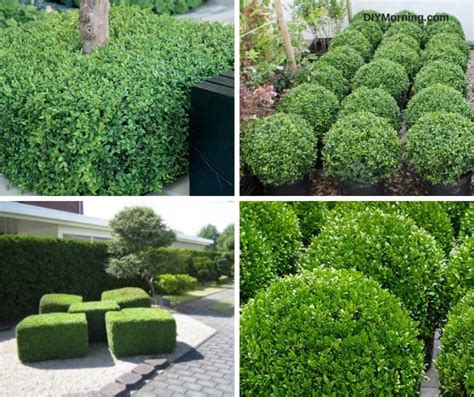 Topiary Box How To Make Box Hedge Plants Diymorning