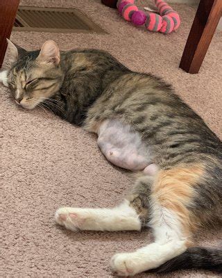 During the first recovery phase, the cat will probably be dizzy and uncoordinated. Cat Spay Incision Site - Is It Normal? | TheCatSite