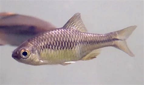 Aquarium Movies Japan archive 生きている魚図鑑 タイワンタナゴ Paratanakia himantegus himantegu