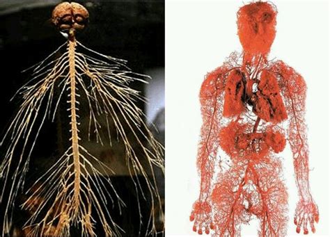 Map Of The Human Nervous System And The Human Circulatory System