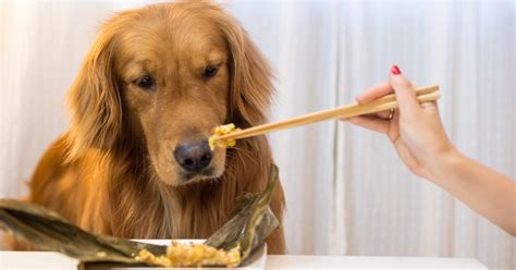 What Do Golden Retrievers Eat