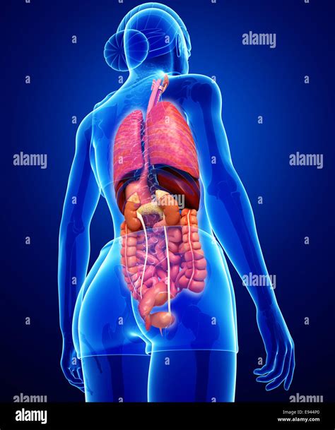 Illustration Of Womans Internal Organs Human Digestive System Images