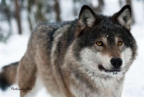 A Beautiful Grey Wolf By Picturebypali On Deviantart