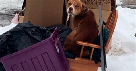 Dog Huddled For Warmth In The Cold —Detroit Animal Welfare Group ...