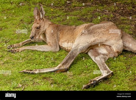 Red Kangaroo Laying Down Queensland Australia Stock Photo Alamy