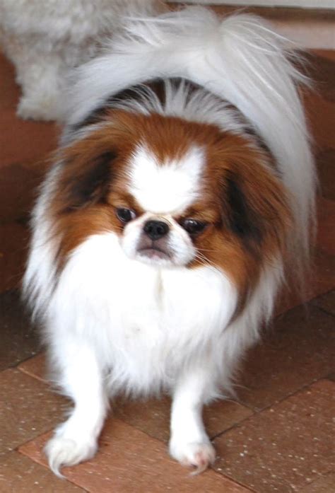 Japanese Chin Dog Breed Information And Images K9rl