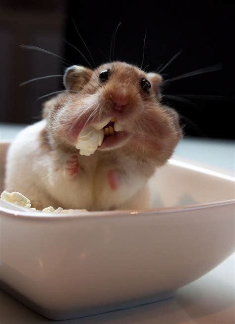 15 Adorable Hamster Photos Will Make Your Day Better Funny Animal