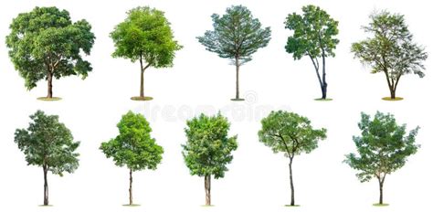 The Collection Of Trees Isolated On White Background Beautiful And
