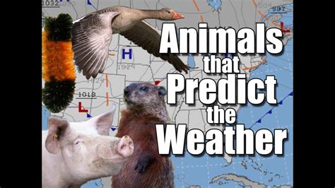 Animals That Predict The Weather Video Dailymotion