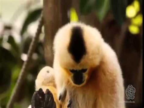 Zoologist - YouTube
