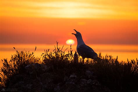 Gallery Seagull In Sunset 01 Dystalgia Aurel Manea Photography