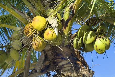 Fiji Coconut Palm Stock Image Image Of Palm Fruit 96411619